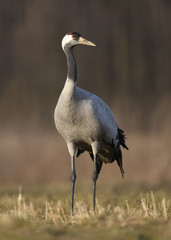 Common crane (Grus grus)