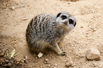 Fototapeta premium Confused Meerkat