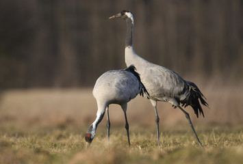 Common crane (Grus grus)