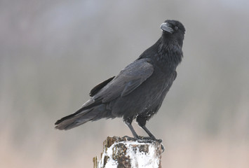 Common Raven (Corvus corax)