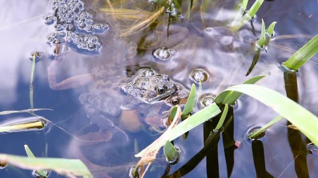 Footage of a pair of Frogs laying Frogspawn.