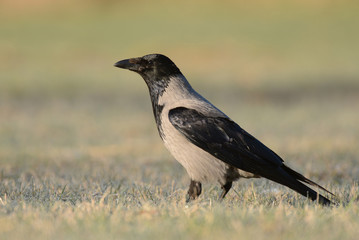 Hooded crow (Corvus corona)