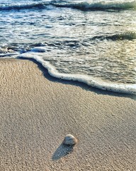 Conchiglia solitaria