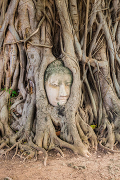 Buddha Head Tree Wat Maha That (Ayutthaya)