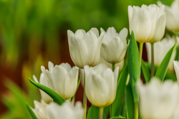 Beautiful  white tulips blooming in the garden