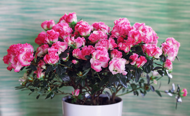 spring azalea flowers in a white pot