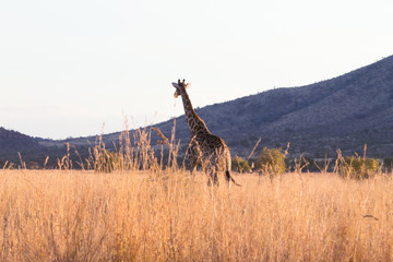 Giraffe from South Africa, Pilanesberg National Park. Africa