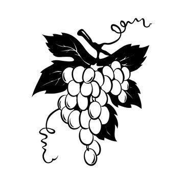 Design elements -- bunch of grapes / Graphic vector illustration, grapes drawing sketch