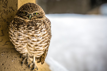 Burrowing Owl