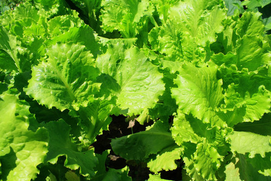 Background of fresh lettuce leaves