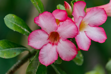 Fototapeta na wymiar beautiful azalea flowers in the garden.