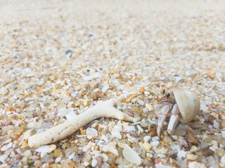 The journey of Hermit Crab on the beach.