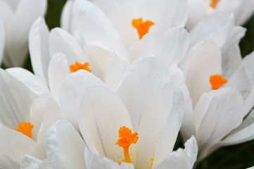 Fototapeta na wymiar Colourful Spring Crocus Flowers.