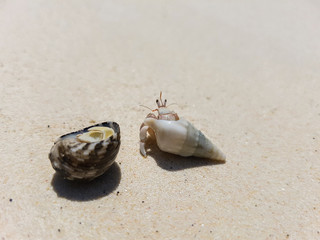 The journey of Hermit Crab on the beach.