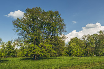 Fototapeta na wymiar Sunny summer landscape with oak tree in the middle of a green glade.
