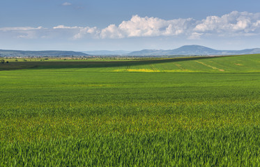Sunny landscape with vast green wheat fields during springtime.