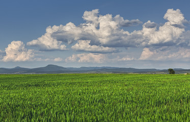Springtime landscape with vast green wheatfield and stormy clouds.