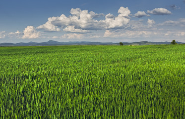 Springtime landscape with vast green wheatfield and stormy clouds.