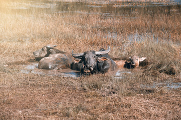 Buffalo family resting in swamp mud near the lake.