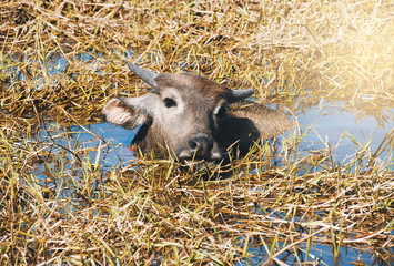 Buffalo resting in swamp mud near the lake.