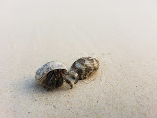 The journey of Hermit Crab on the beach.