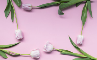 Obraz na płótnie Canvas Creative mockup made of pink tulips rhythmically arranged on blue background. Flat lay.