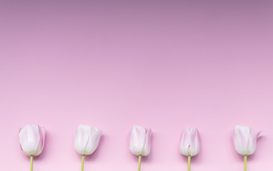 Creative mockup made of pink tulips rhythmically arranged on blue background. Flat lay.