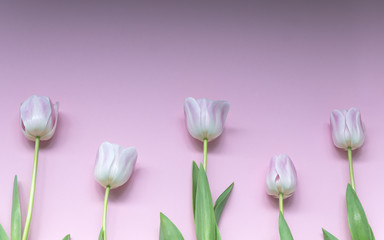 Creative mockup made of pink tulips rhythmically arranged on blue background. Flat lay.