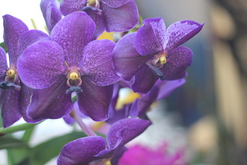 Many purple orchids are in the garden.