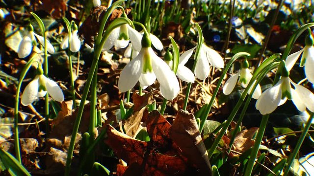 Snowdrops, rare and endangered plants of the south of Ukraine