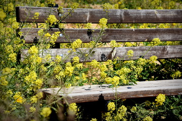 rapeseeds taking over bench