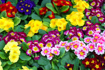 Beautiful floristic composition