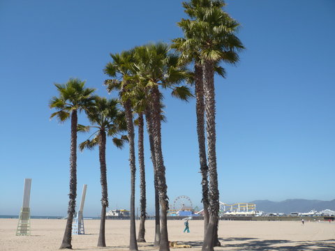Palm trees at Venice Beach
