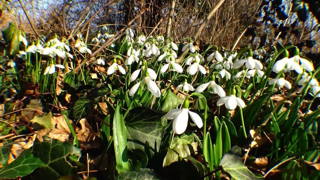 Snowdrops, rare and endangered plants of the south of Ukraine