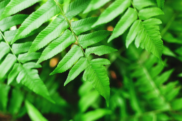 Fern leaves as a natural fresh, green background