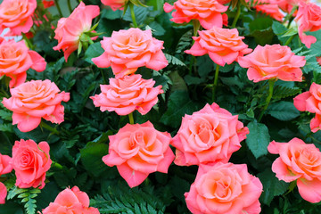Bouquet of bright pink roses
