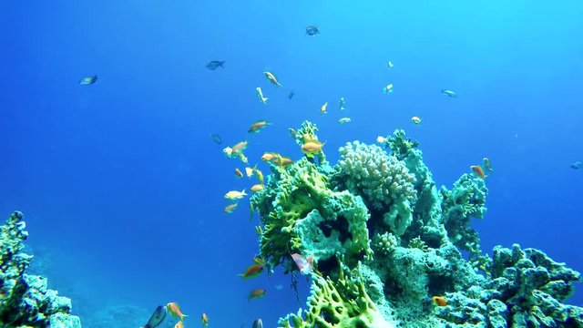 Life in the ocean. Tropical fish and coral reefs. Beautiful corals. Underwater life in the ocean.  Minimal video processing. Natural environmental conditions.
