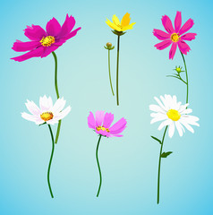 Set of wild summer flowers