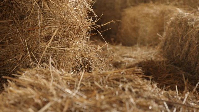 Tilting on baled hay stacks in curing process 4K 2160p 30fps UltraHD footage - Winter animal food rectangular bales in the barn close-up slow tilt 3840X2160 UHD video 
