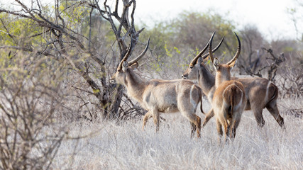Naklejka na ściany i meble Three waterbuck in Kruger National Park