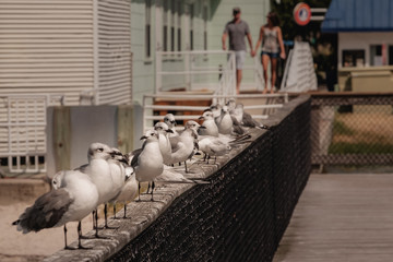 Seagull Receiving Line