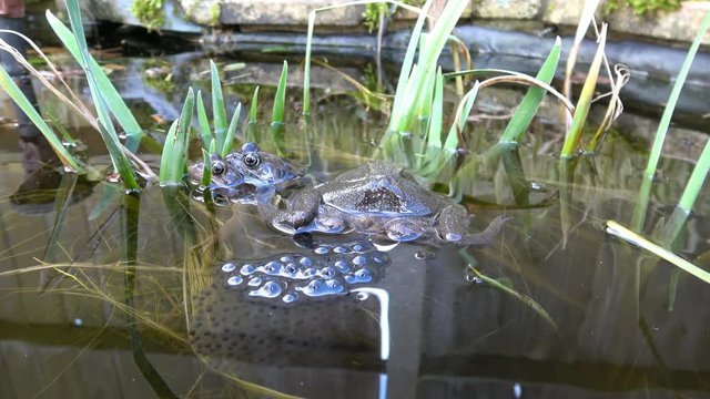 Footage of a pair of mating Frogs laying Frogspawn.