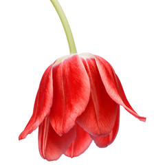 red tulip flower head isolated on white background