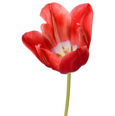 red tulip flower head isolated on white background