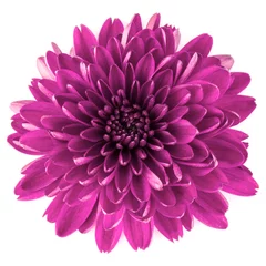 Photo sur Plexiglas Fleurs Fleur de chrysanthème lilas isolé sur fond blanc