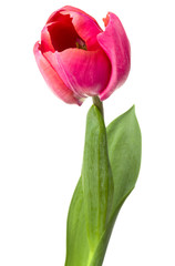 one pink tulip flower isolated on white background