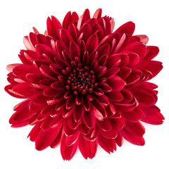Fleur de chrysanthème rouge isolé sur fond blanc