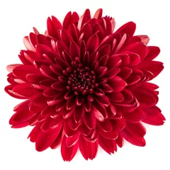 Poster de jardin Fleurs Fleur de chrysanthème rouge isolé sur fond blanc