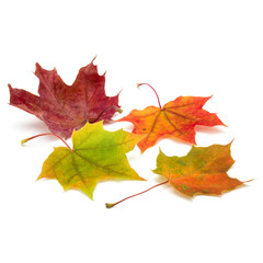 colorful autumn maple leaf isolated on white background