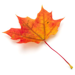 colorful autumn maple leaf isolated on white
